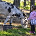 Dobronianka: mini zoo z niemałymi atrakcjami