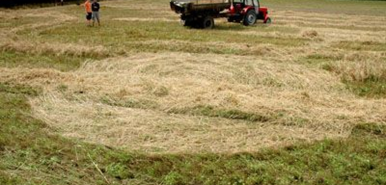 Tajemnicze kręgi na polu pod Pabianicami