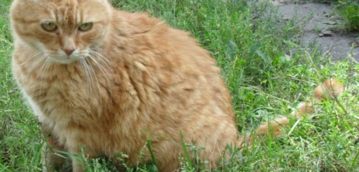 Pożegnanie przyjaciół. Kto je przygarnie?