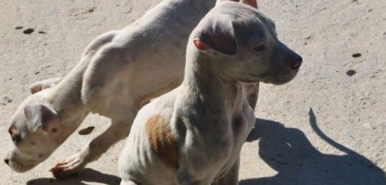 Patrol Interwencyjny AS