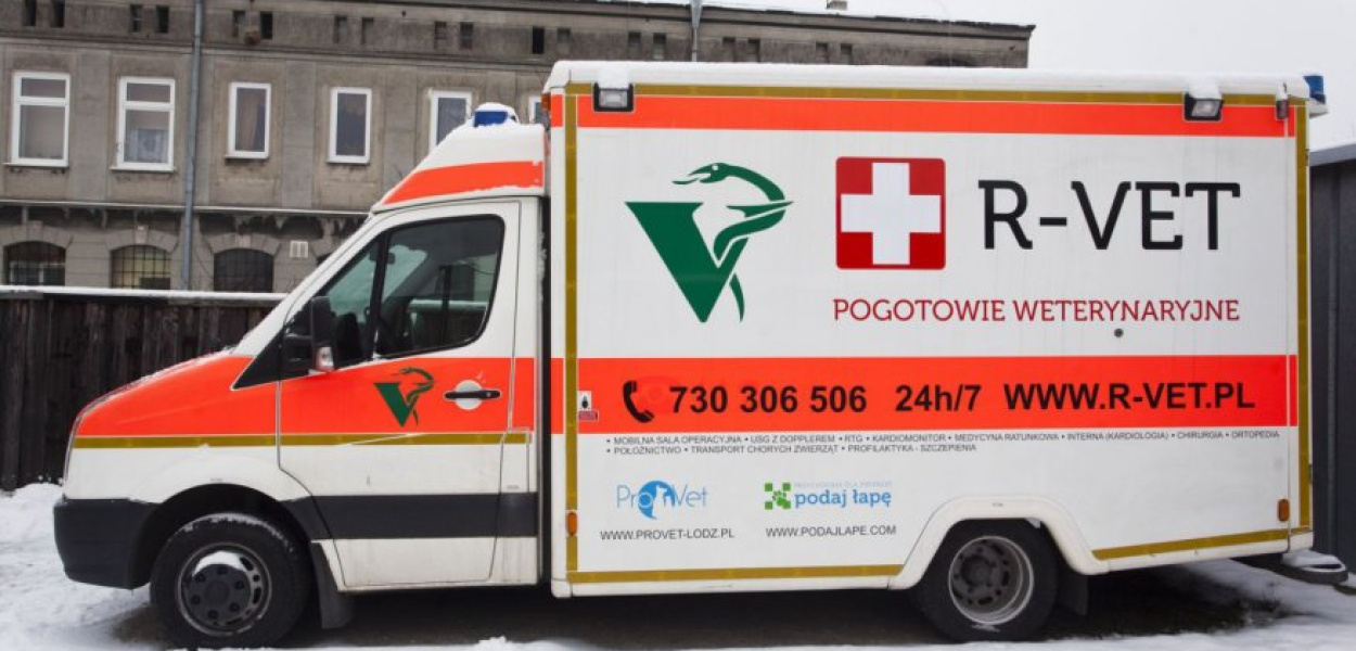 Na sygnale do zwierzaka