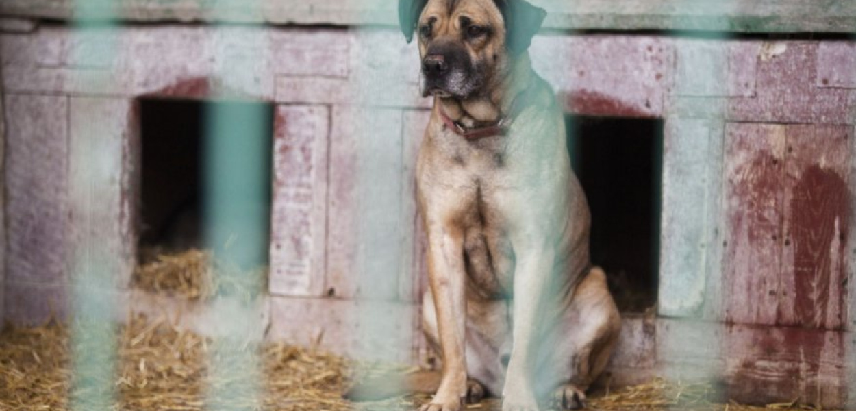 Kto odpowiada za zwierzęta?