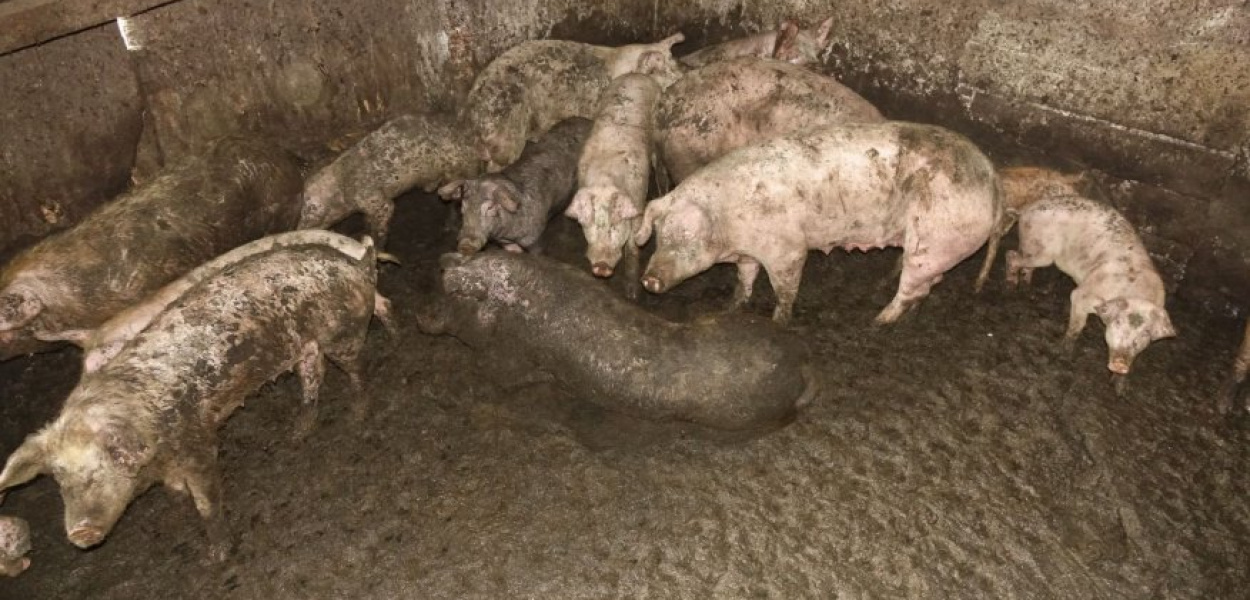 Pogotowie dla Zwierząt