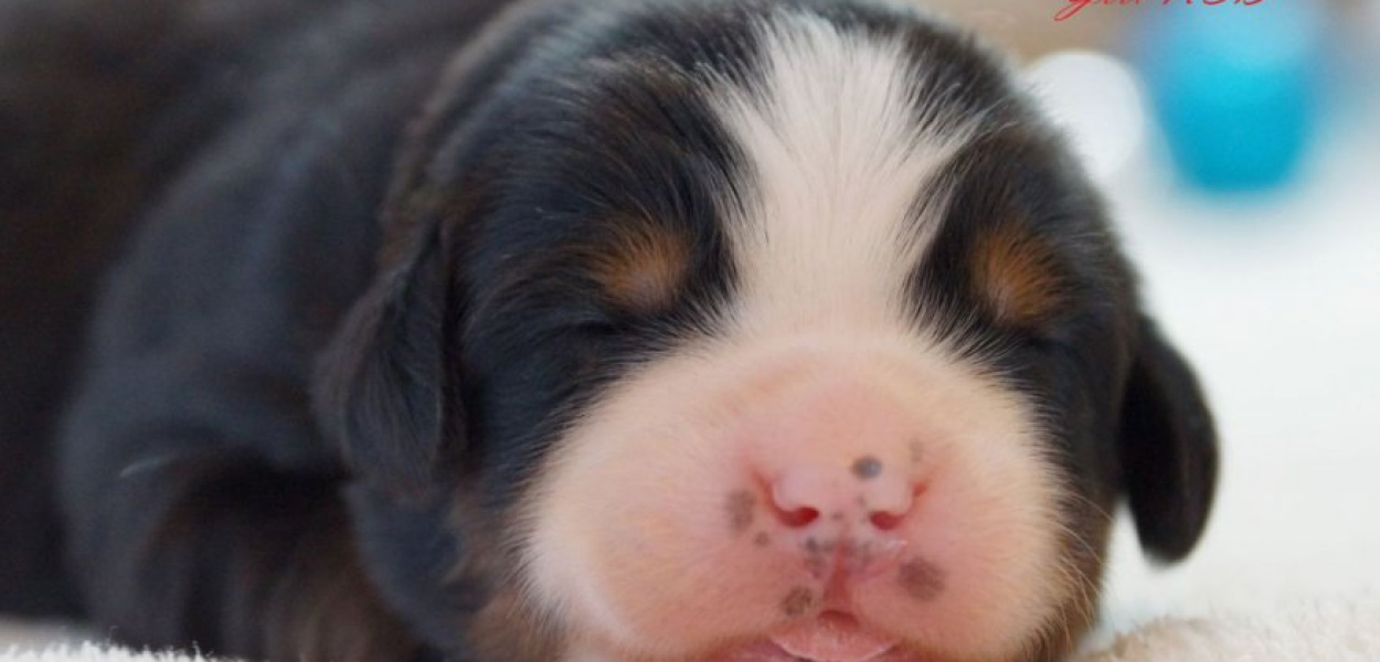 Agnieszka Stężycka