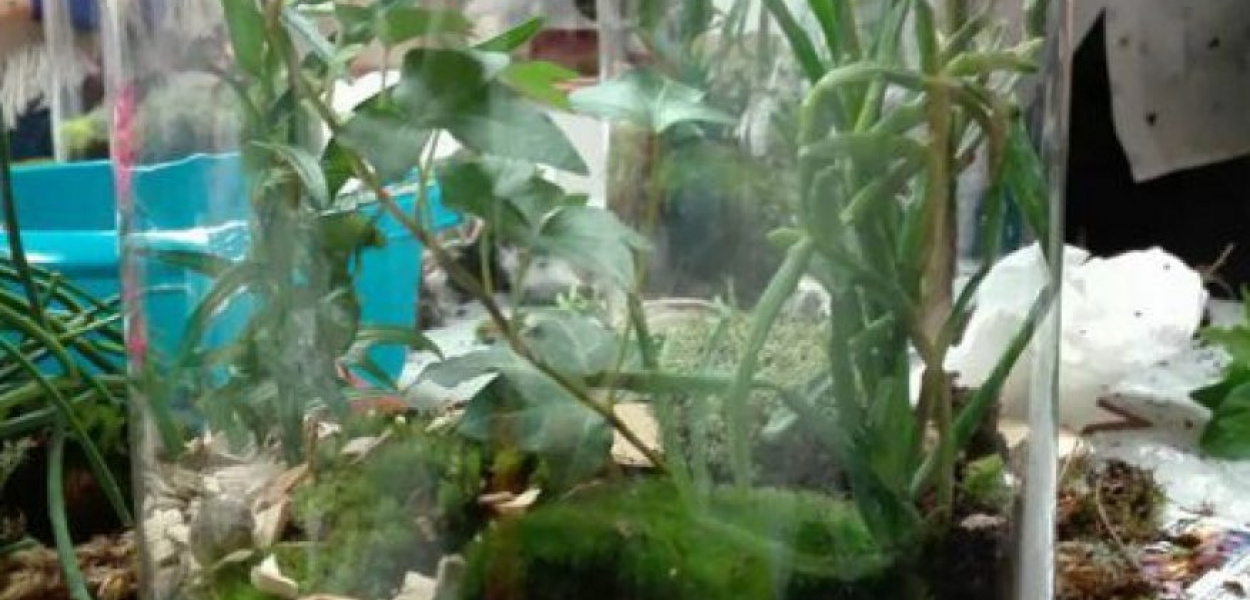 Las zamknięty w słoiku dla dzieci 