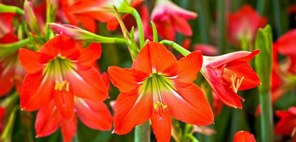 Hipeastrum, Amarylis - to warto wiedzieć