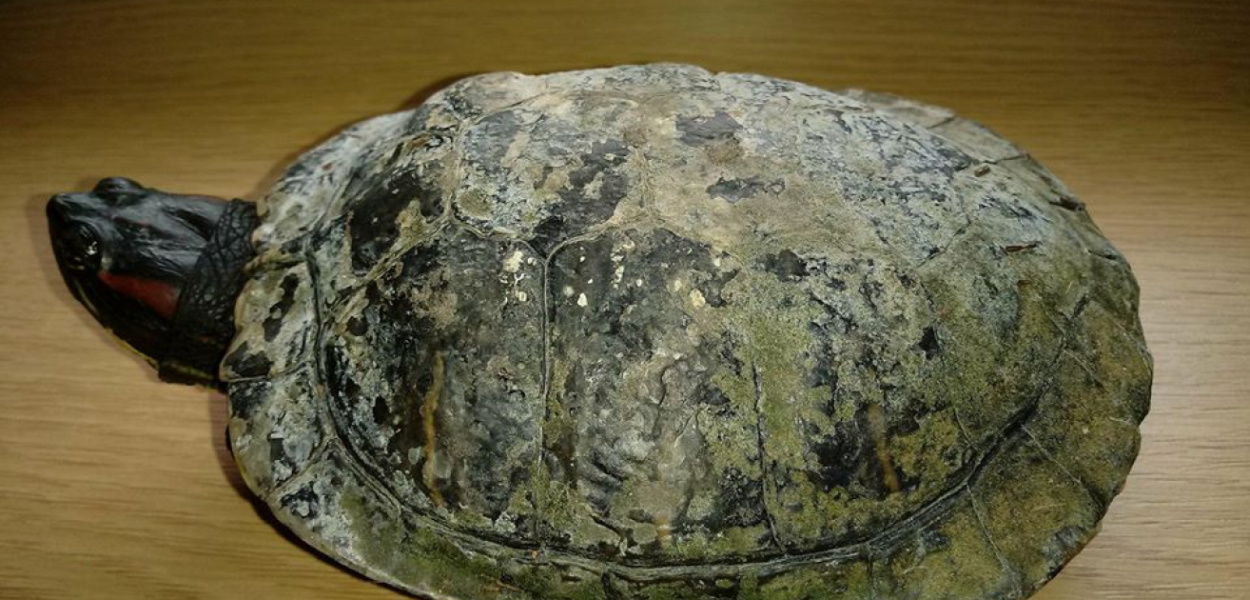 Żółw przenocował na komendzie. Komu uciekł?