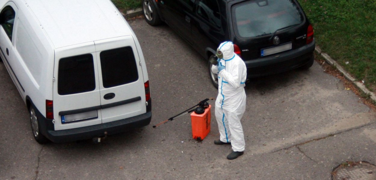 Pchły w bloku. Mieszkańcy przenoszą je z piwnicy do mieszkań