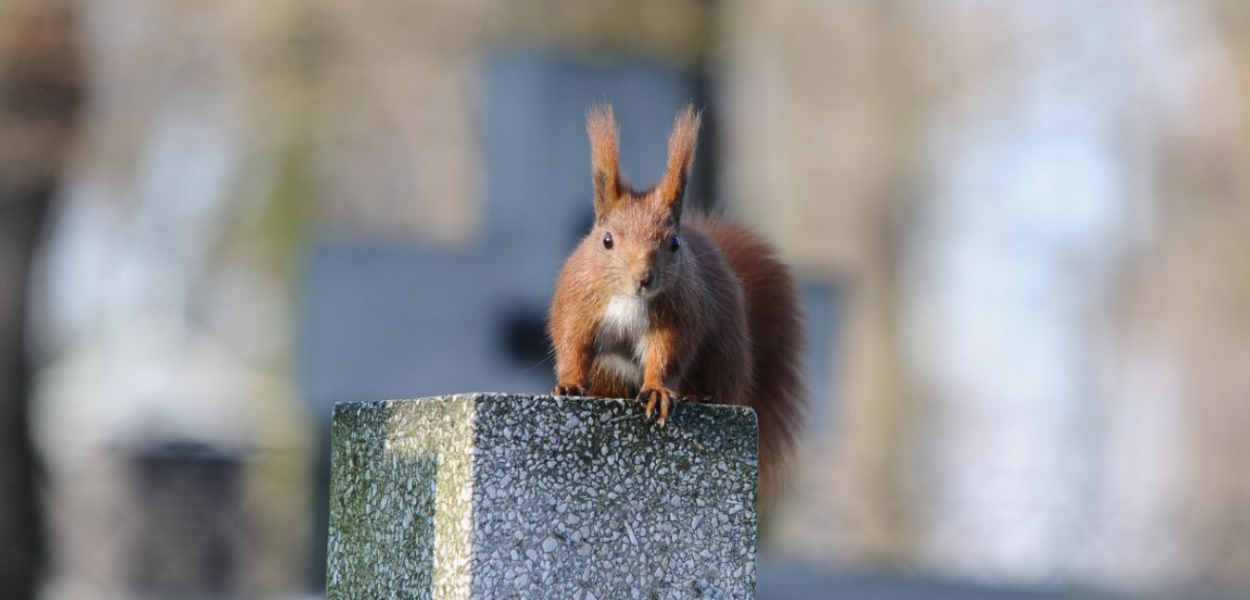 W ogniu wiewiórczego spojrzenia. Robotnicy nie wytrzymali tej presji