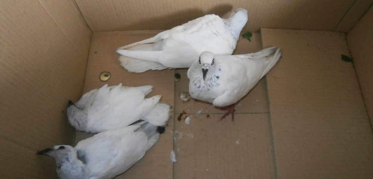 Ktoś wyrzucił cztery gołębie. Dlaczego?