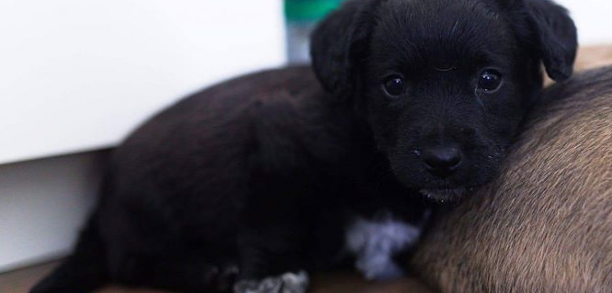 Mały czarny kundelek został sam. Kto go przygarnie?