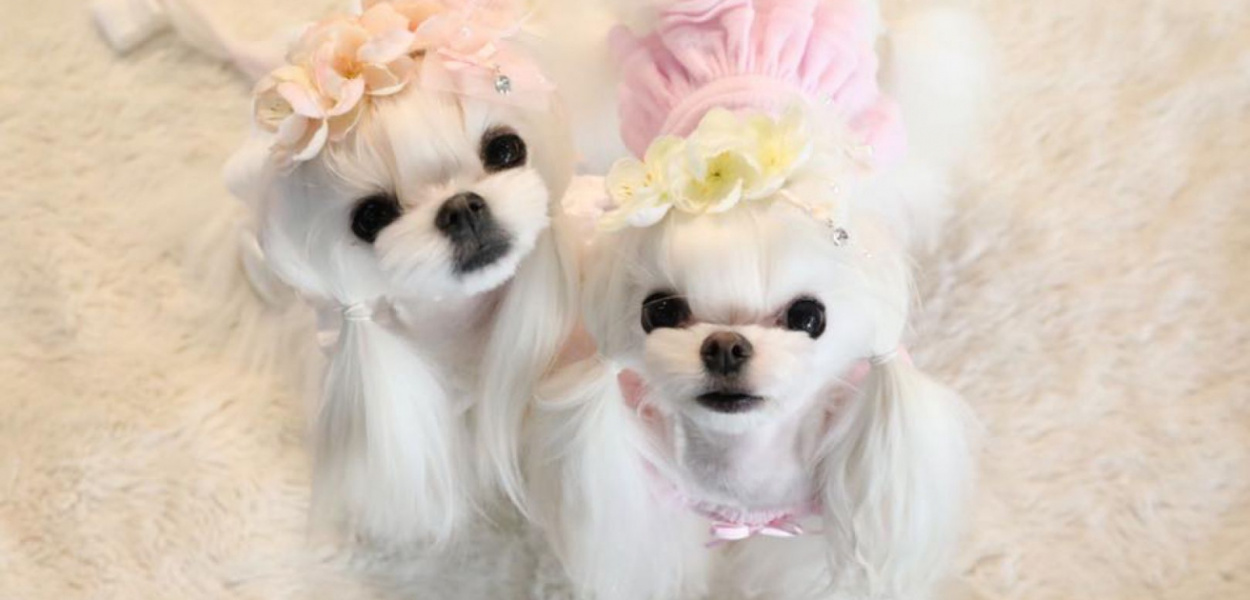 Psy - pięknisie i ich fryzjerka pokazują najmodniejsze uczesania