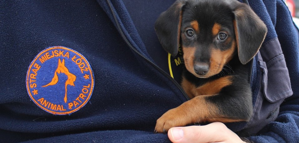 Dlaczego pabianicka Straż Miejska nie ma Animal Patrolu? [SONDA]