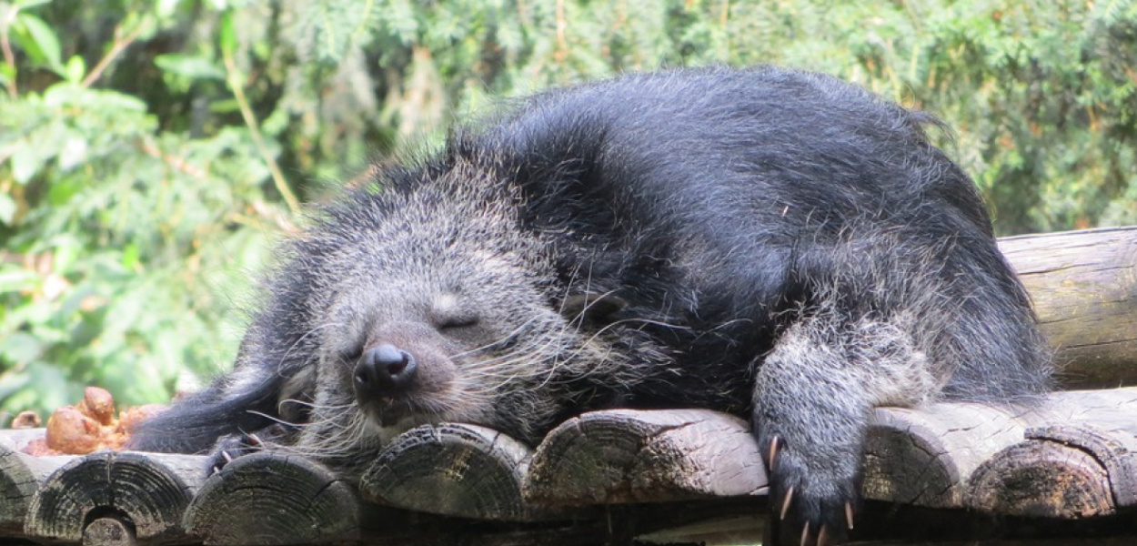 Kto wie, co to binturong?