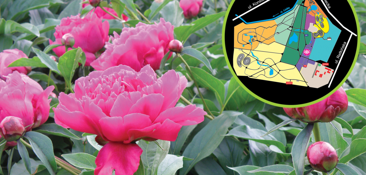 Kto chce zobaczyć kwitnące kolekcje piwonii?