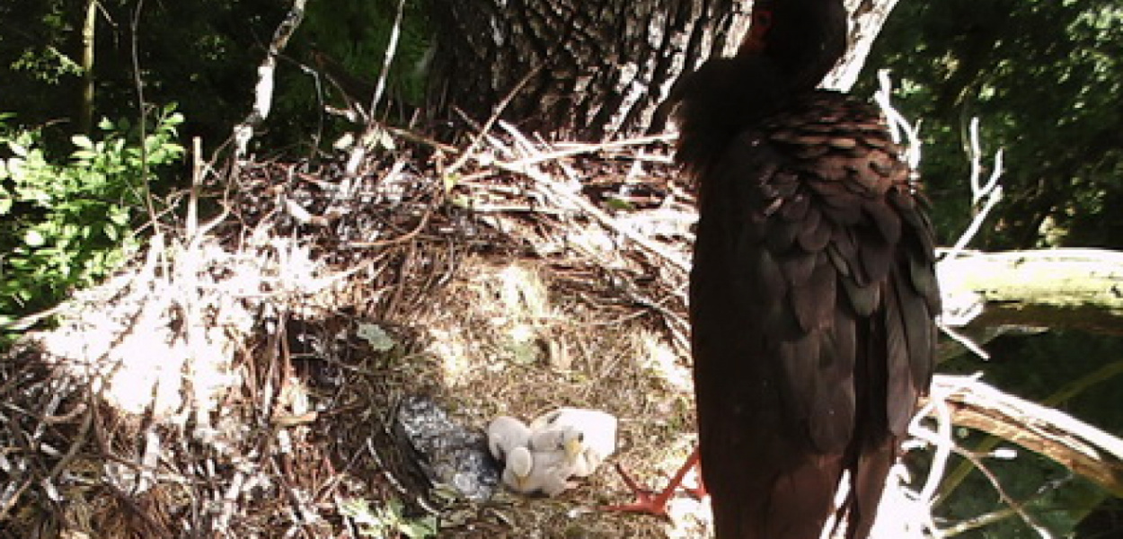 Czarny bocian wypadł z gniazda. Strażacy pojechali na ratunek