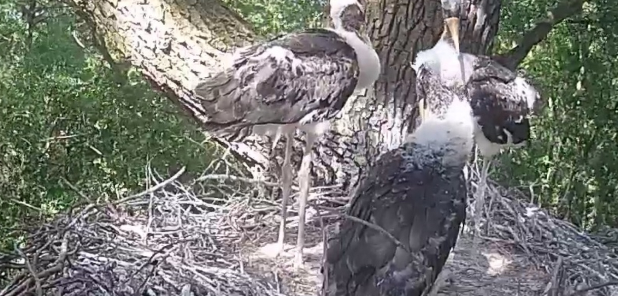 Bocian jest na rehabilitacji. Czy wróci do swojego gniazda?