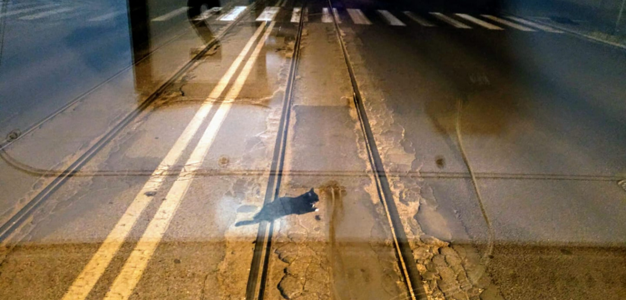  Czarny kot na torowisku. Motorniczy zatrzymał tramwaj, żeby ratować…