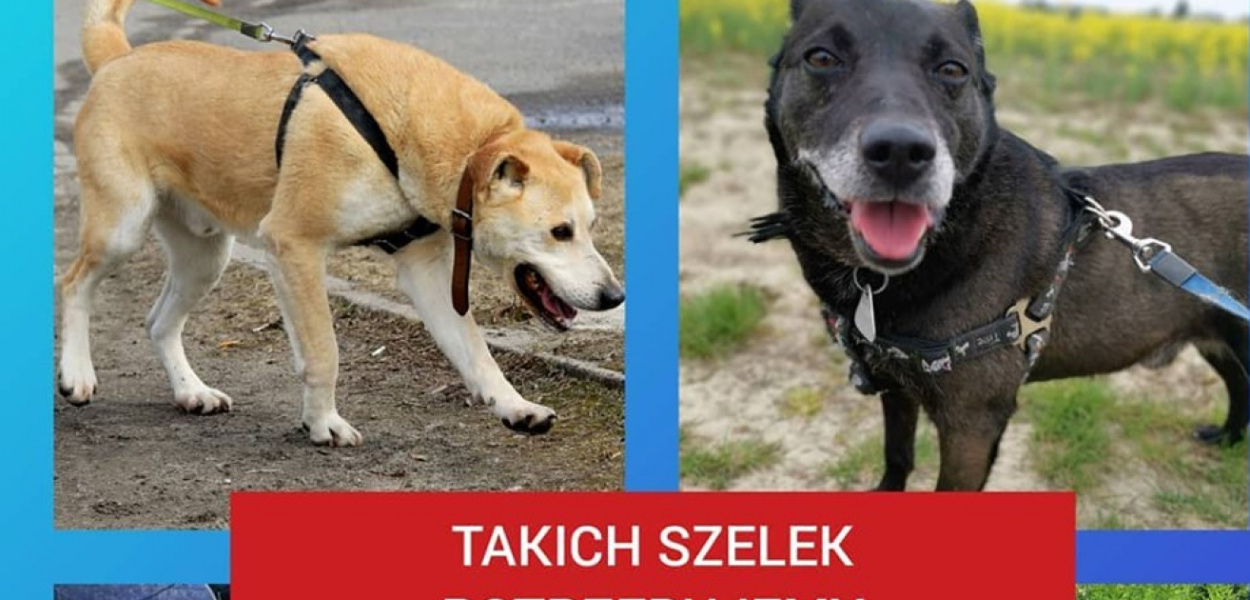 Schronisko dla Zwierząt Pabianice Wielkie Serce