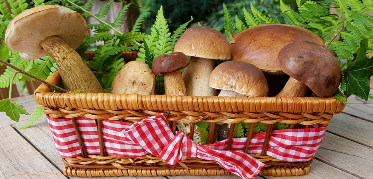 Jak odróżnić grzyby jadalne od trujących?