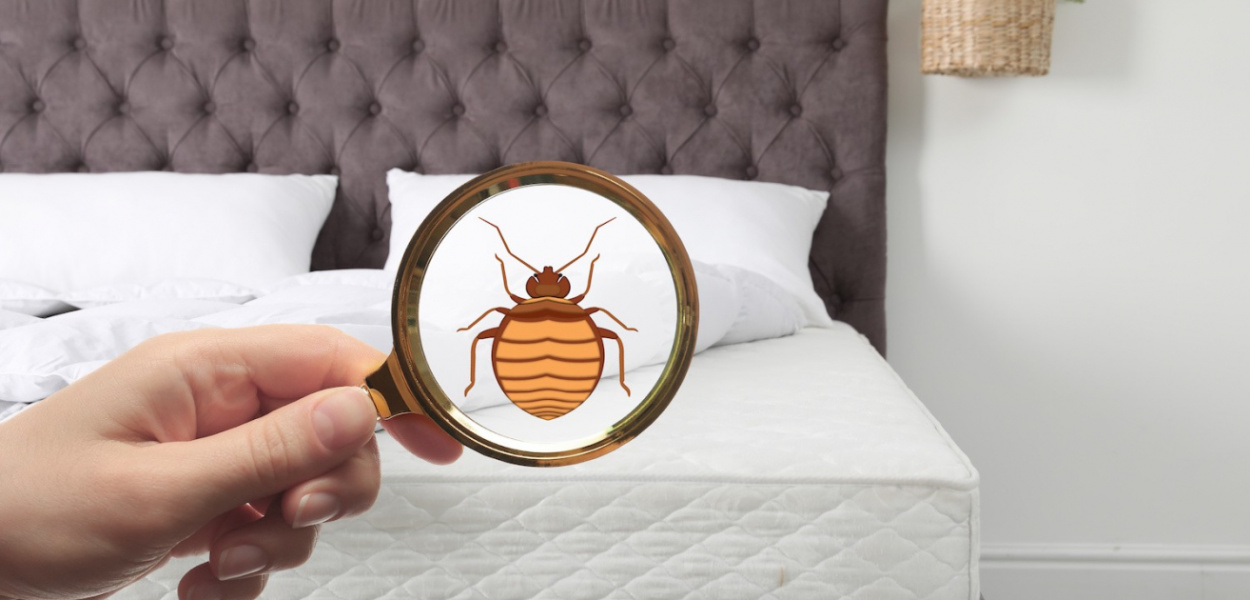  Jak pozbyć się robactwa z domu? Przedstawiamy sposoby na 7 różnych…