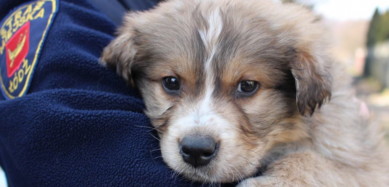  Wraca temat Animal Patrolu. Czy wreszcie uda się go utworzyć w…