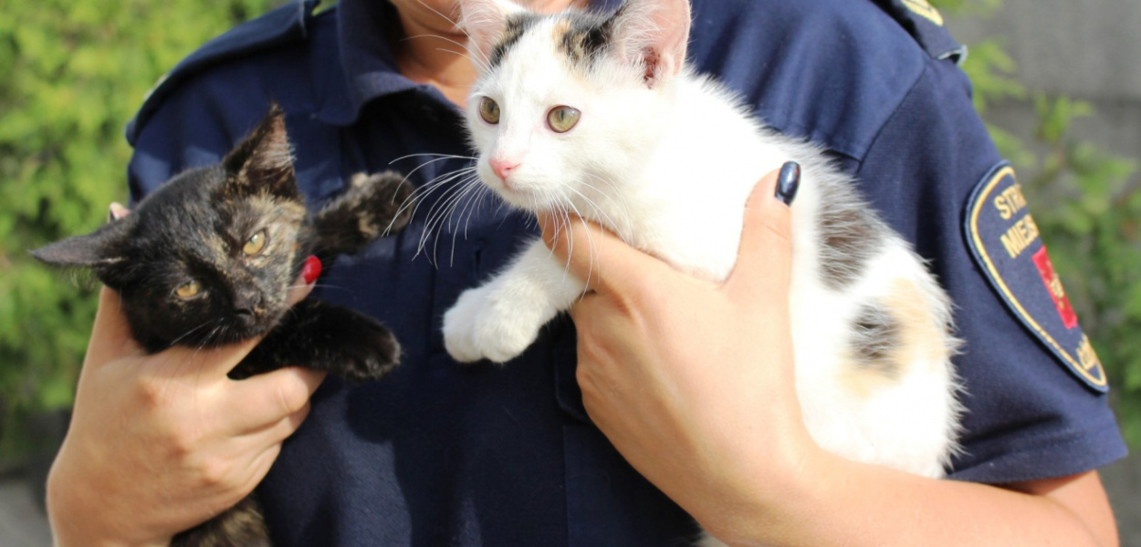  Animal Patrol w Straży Miejskiej - Mieszkańcy: "potrzebne", prezydent:…