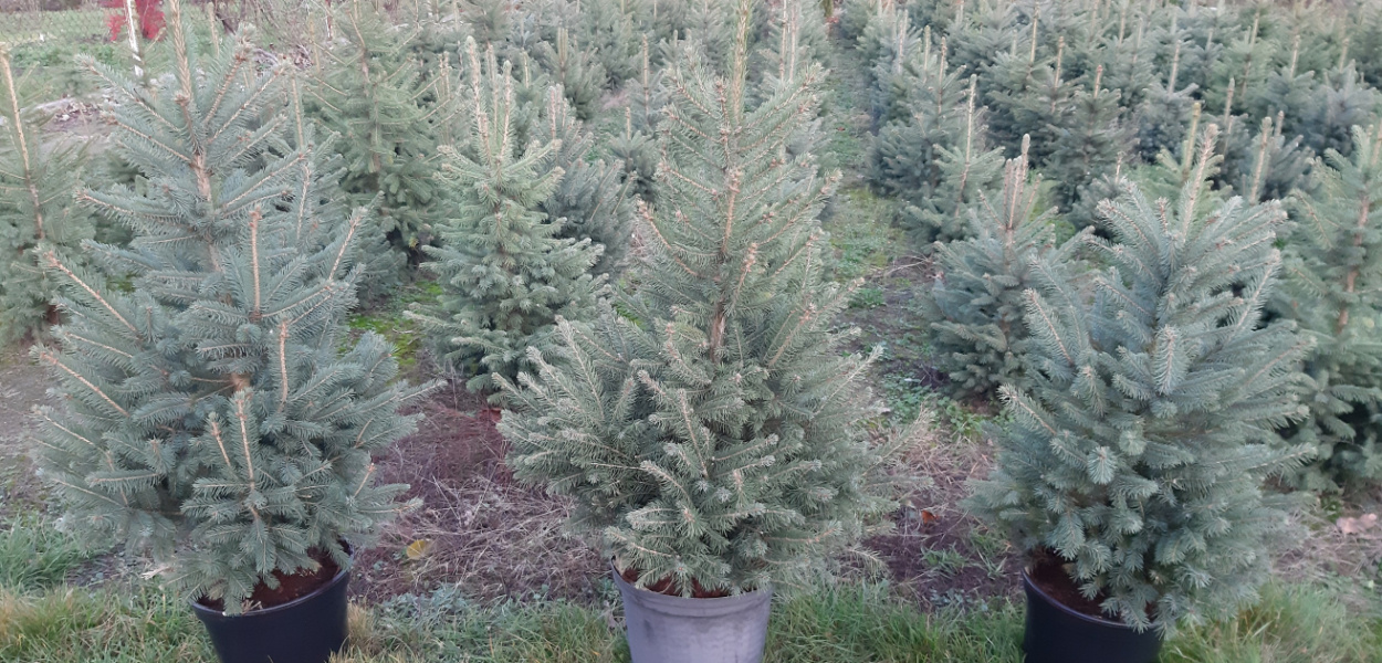 Komu drzewka, komu? Przedświąteczna sprzedaż ruszyła