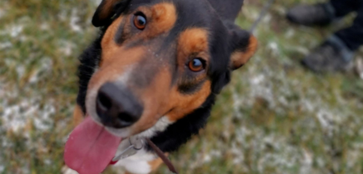 Szukamy domu dla Dżeksona. Ten pies potrzebuje kochającego "pana"