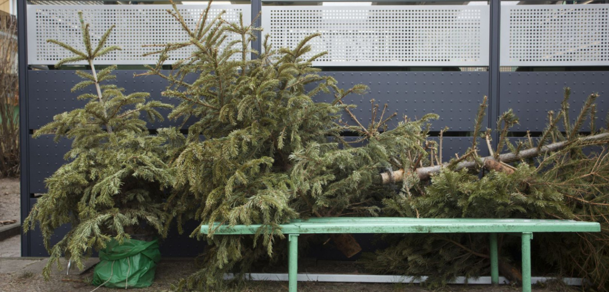  Chcesz pozbyć się choinki po świętach? Odbiorą ją od ciebie…