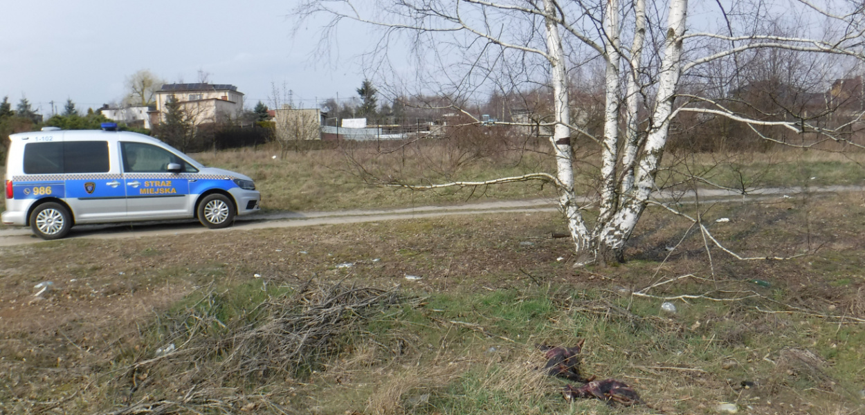  Ktoś bestialsko zabija zwierzęta. Służby apelują o wszelkie informacje…
