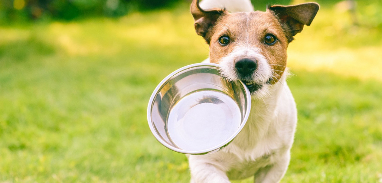 Karma dla psa - jak dobrać właściwą karmę dla naszego ulubieńca?