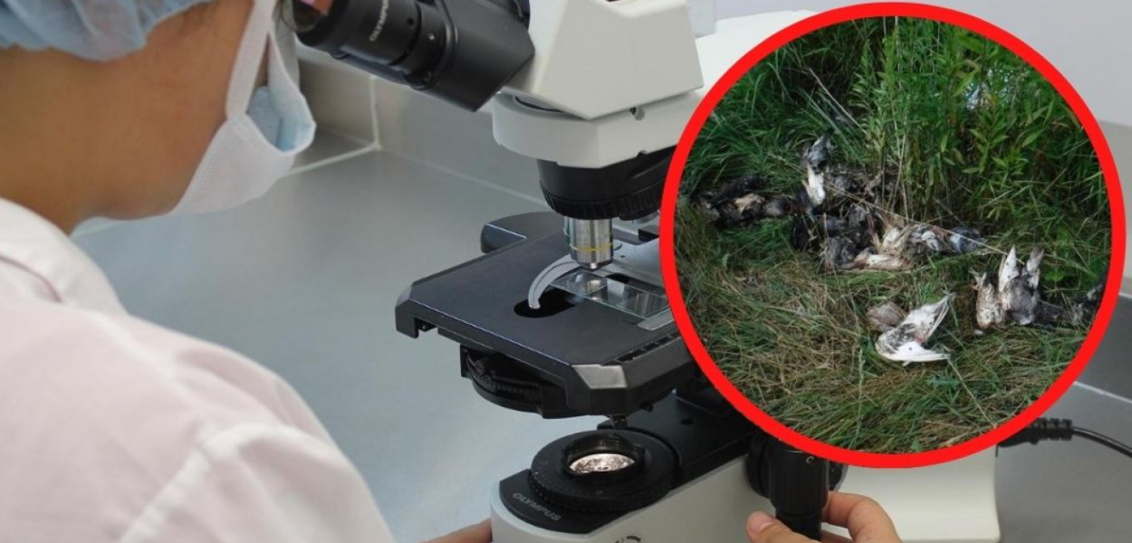 To nie choroba zakaźna. Kto wymordował ptaki?