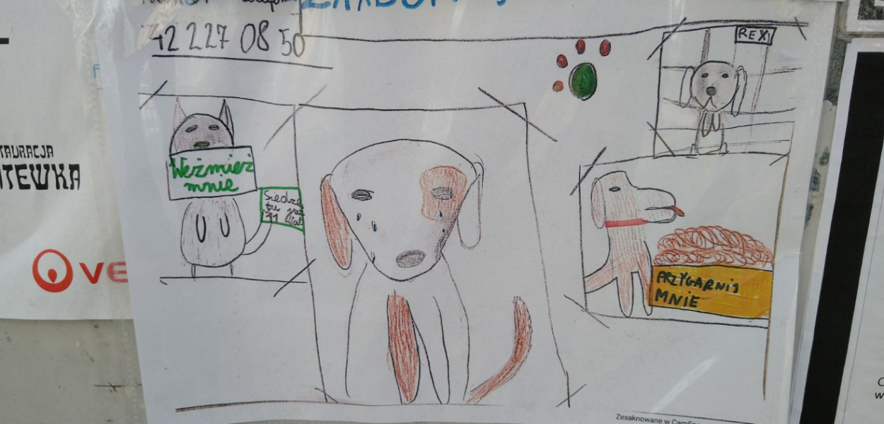  Dziecko pomaga zwierzakom znaleźć ciepły dom. Kim jest autorka tych…