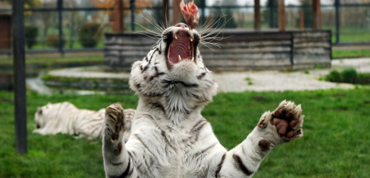 Co tygryski lubią najbardziej? Mięso z Pabianic