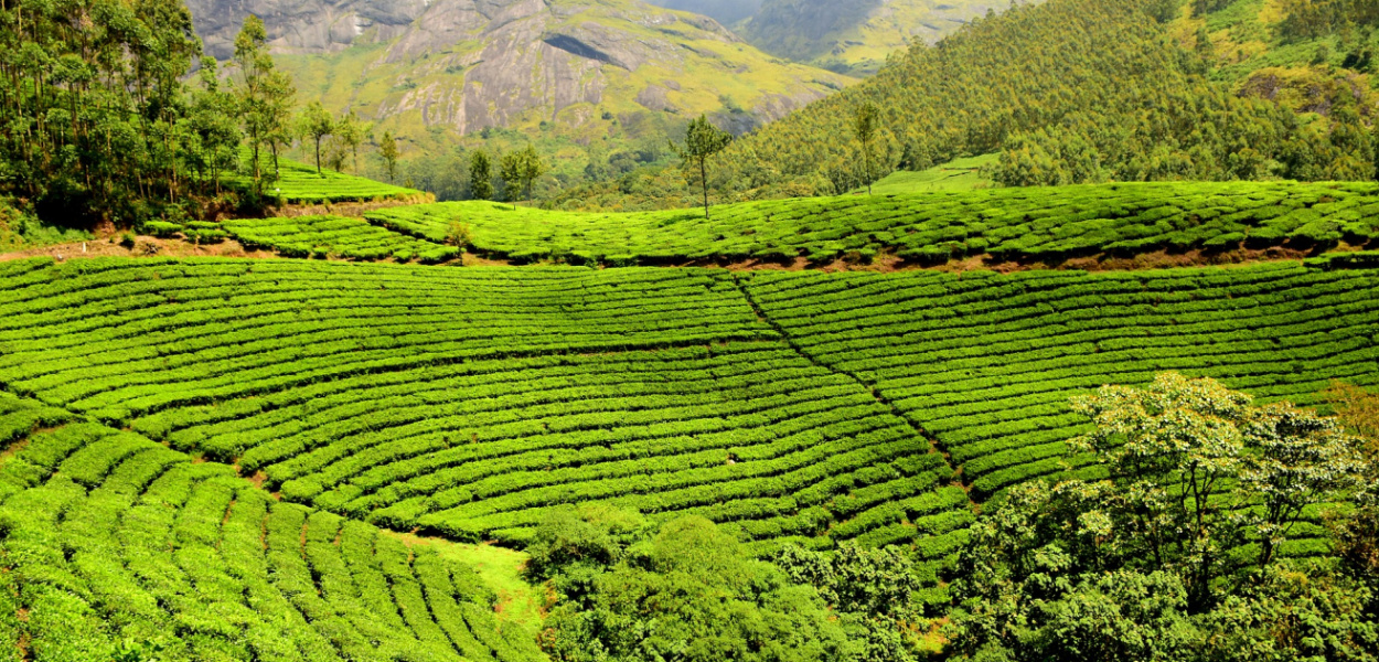 Zielona herbata - na co pomaga, właściwości, zalety i zastosowanie