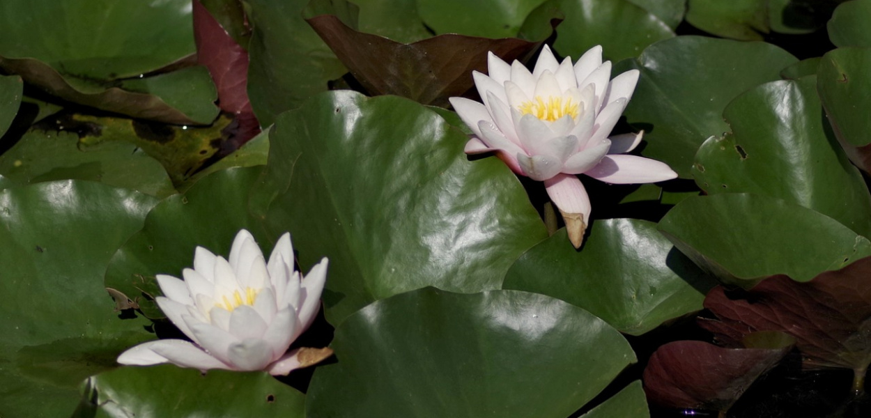 Jak zbudować oczko wodne w ogrodzie