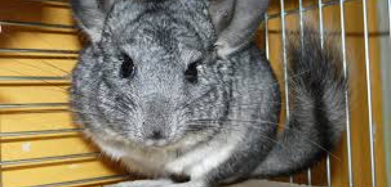 Szynszyle - mniej popularne, a bardzo interesujące zwierzęta domowe