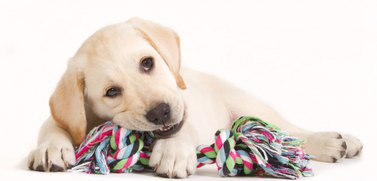 Ile powinien jeść szczeniak? Jakie porcje mu serwować?