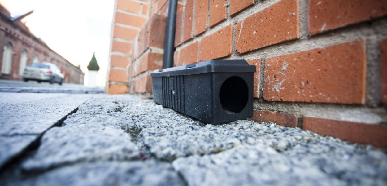 Czas wyłożyć trutki na szczury