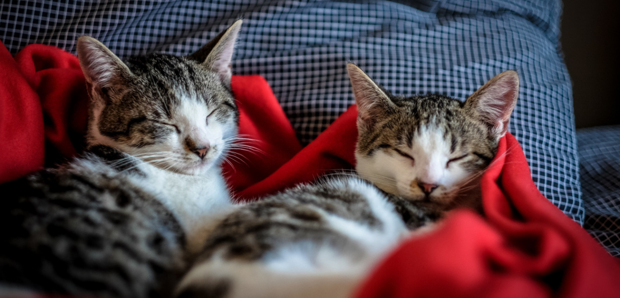 Co jedzą małe koty? Czy kot może pić mleko?