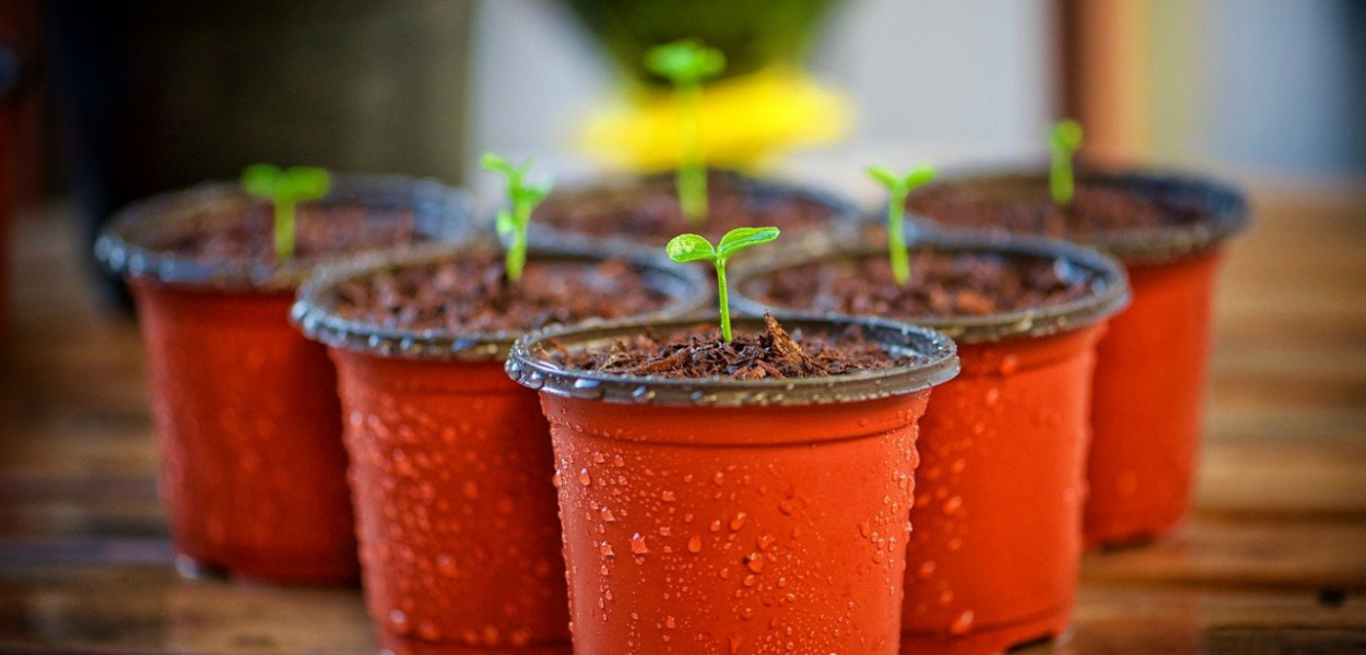 Warzywa i owoce jak uprawiać w doniczkach