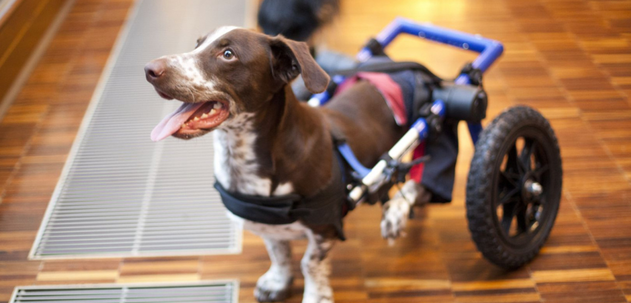 Fijo - pies, który trafił z piekła do raju. Jak się miewa?