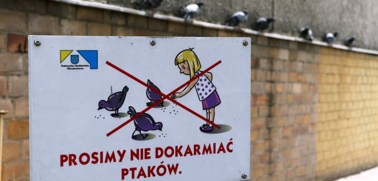 Plaga gołębi przed blokami. "Dokarmiając je robimy im krzywdę"