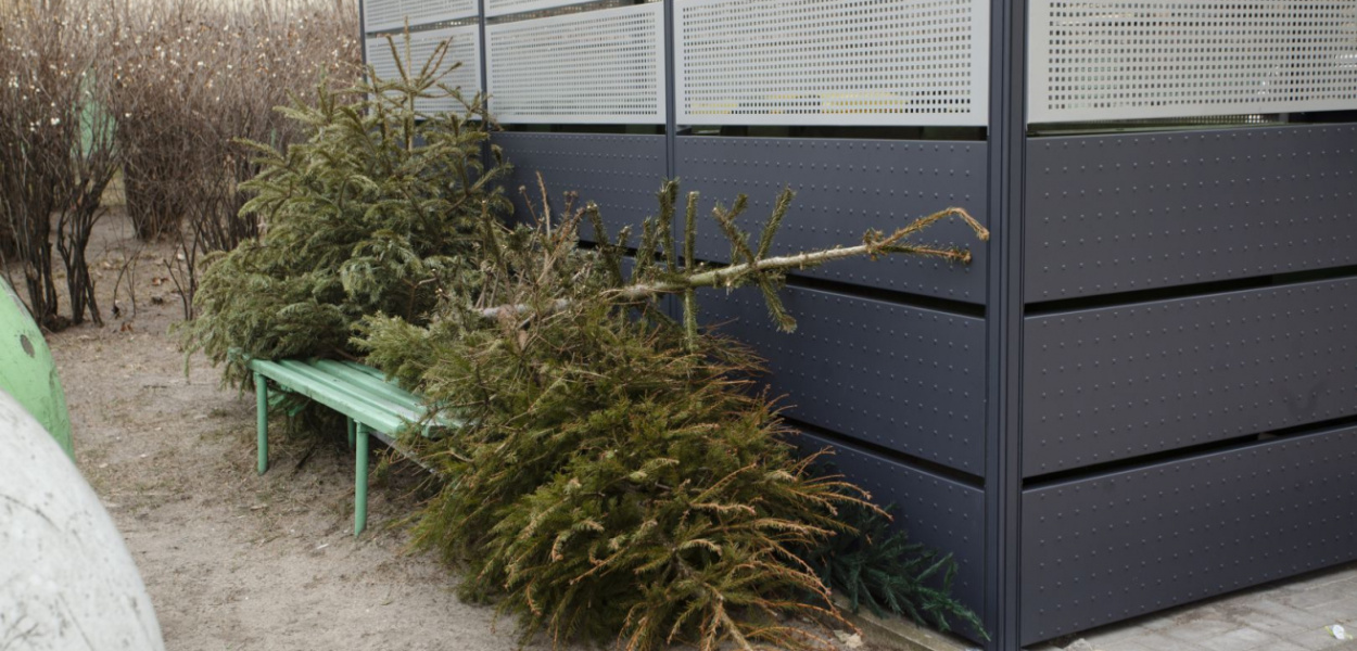 Odbiorą nieodpłatnie choinki