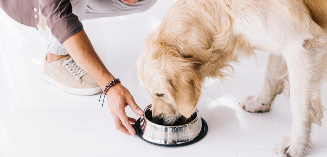 Co będzie lepsze dla psa? Sucha karma premium czy karma weterynaryjna?