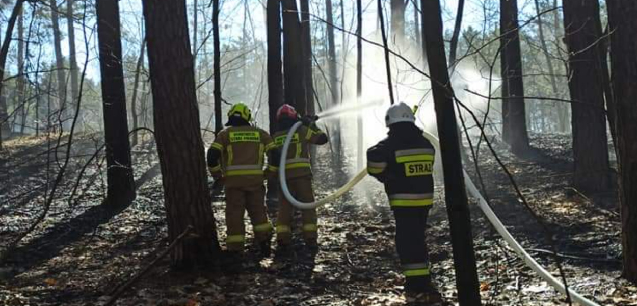 Spłonęło kilka hektarów lasu. Przyczyną mogło być podpalenie