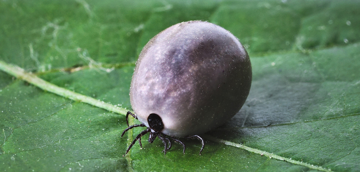 Kleszcze i komary - jak sobie z nimi radzić?