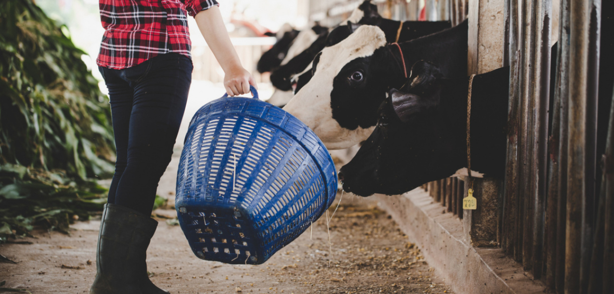 Czym sugerować się przy wyborze pasz dla zwierząt?