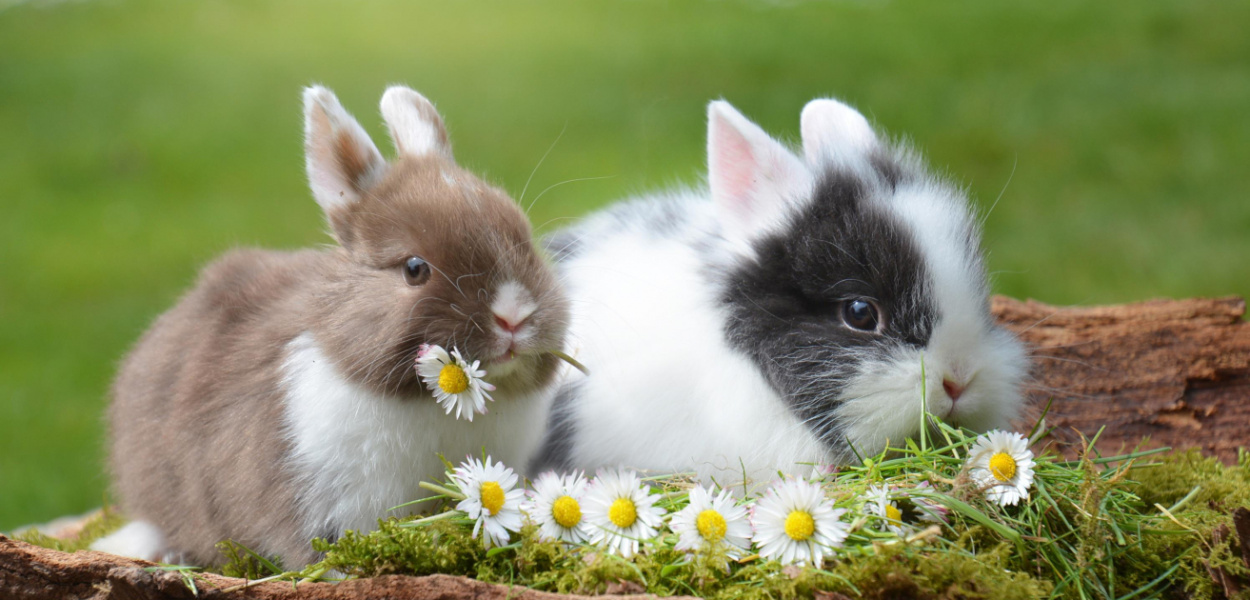 Karmienie królika - polecany pokarm